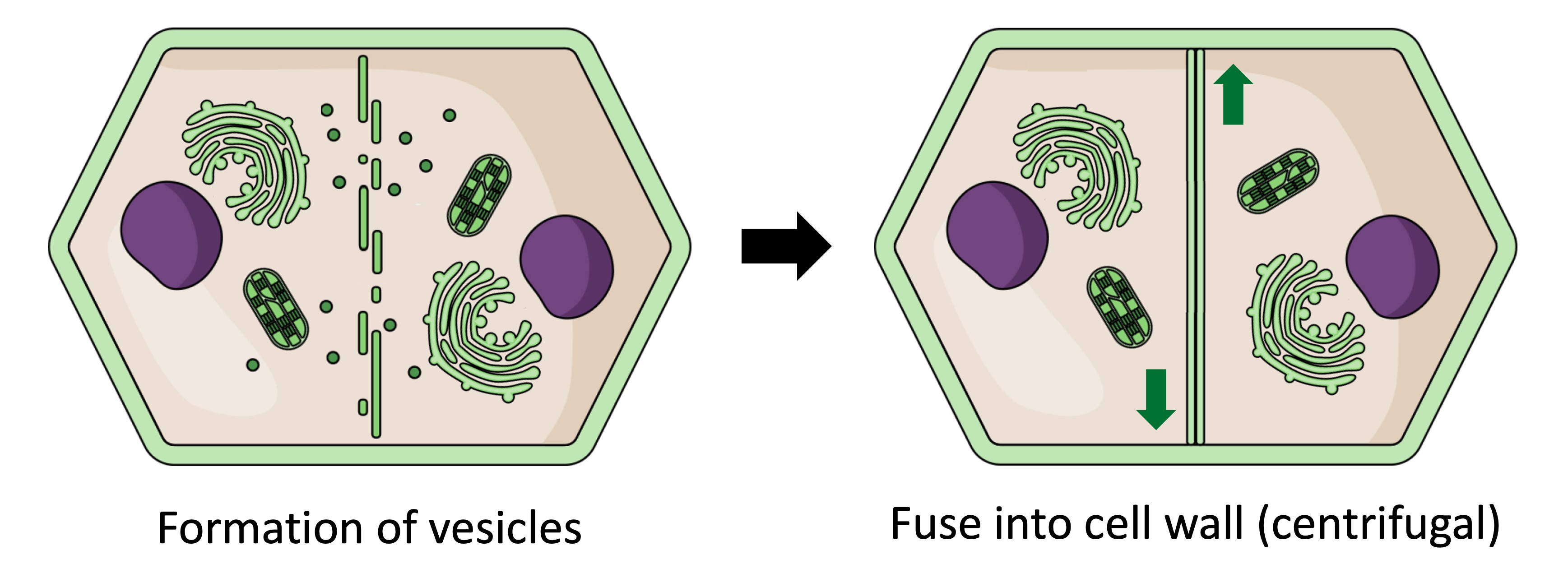 Cytokinesis Biology Diagrams